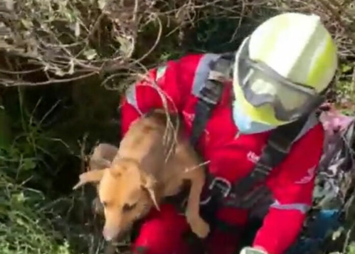 rescate-perro