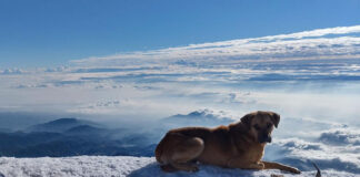 Alpinistas rescatan a un perro en la cima del Pico de Orizaba