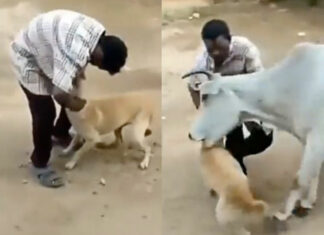 VIDEO: Vaca embiste a hombre para defender a perrito maltratado vaca