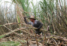 Ingenio de Atencingo da inicio a Zafra 2021-2022 zafra
