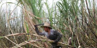 Ingenio de Atencingo da inicio a Zafra 2021-2022 zafra