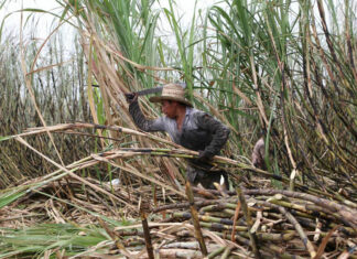 Ingenio de Atencingo da inicio a Zafra 2021-2022 zafra