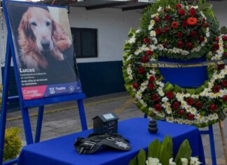 SSC despide a Lucas, lomito del K9 durante 8 años lucas