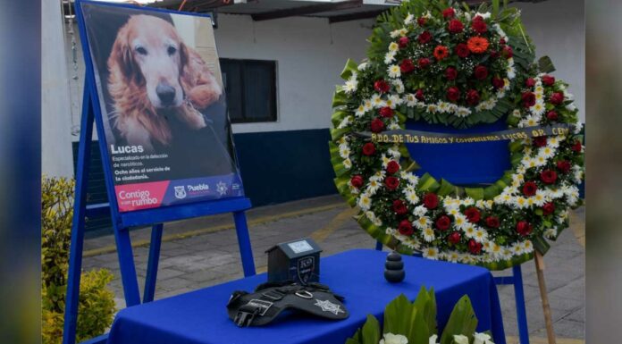 SSC despide a Lucas, lomito del K9 durante 8 años lucas