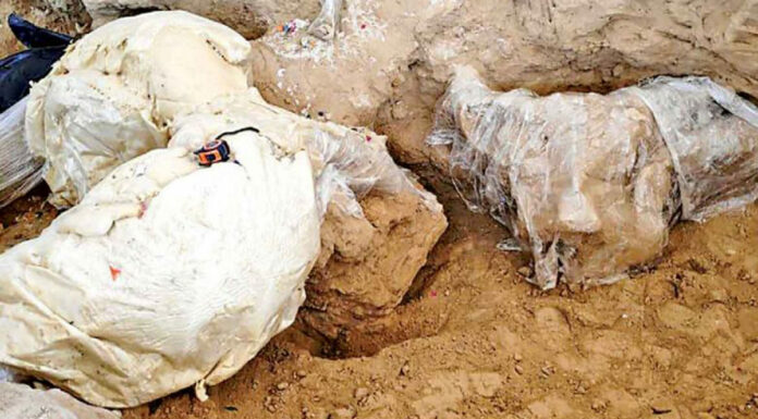 Hallan restos de mamut en panteón de Los Reyes de Juárez Hallaron una defensa ósea casi completa, otra fragmentada, partes del cráneo y de la pelvis. Foto: INAH