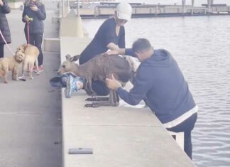 Salvan a canguro de morir ahogado en lago de Australia Canguro