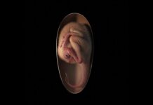 Descubren embrión de dinosaurio que estaba por nacer