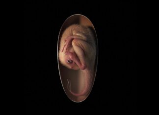 Descubren embrión de dinosaurio que estaba por nacer