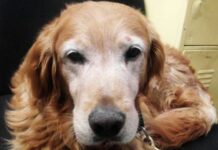 Dan último adiós a Lucas, agente canino de la SSC Puebla