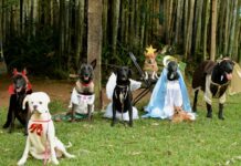 Perritos protagonizan pastorela en Veracruz