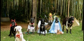 Perritos protagonizan pastorela en Veracruz