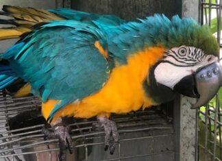 Implantan pico de titanio impreso en 3D a guacamayo