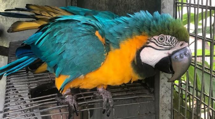 Implantan pico de titanio impreso en 3D a guacamayo