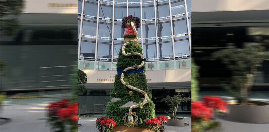 arbol senado