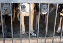 Activistas piden rescatar a 30 perros en abandono en Tehuacán