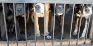 Activistas piden rescatar a 30 perros en abandono en Tehuacán