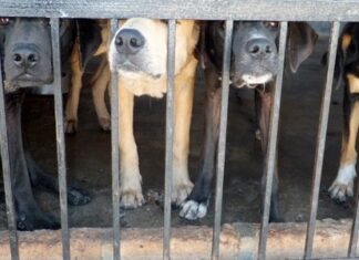 Activistas piden rescatar a 30 perros en abandono en Tehuacán