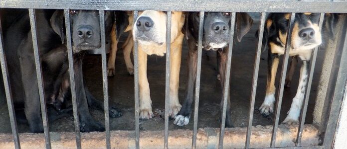 Activistas piden rescatar a 30 perros en abandono en Tehuacán