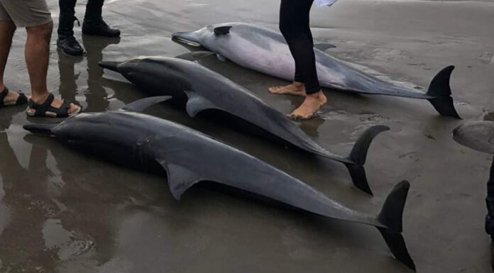 Delfines quedan varados en Boca del Río; rescatan a 7 delfines
