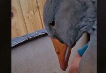 Ganso llora tras ser separado de su amiga (VIDEO) ganso