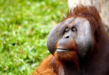 Muere “Toto”, el orangután del Zoológico de Chapultepec