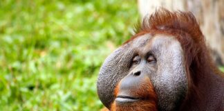 Muere “Toto”, el orangután del Zoológico de Chapultepec