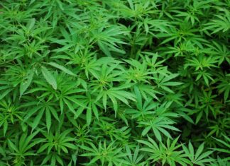 Localizan predio con cultivo de mariguana en CDMX