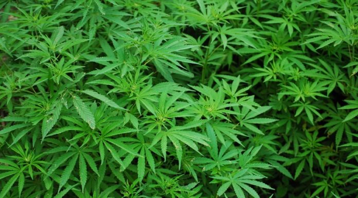 Localizan predio con cultivo de mariguana en CDMX