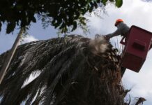 Revisará salud de palmeras en Puebla En agosto, la Secretaría de Desarrollo Urbano y Sustentabilidad del Ayuntamiento de Puebla determinó talar 12 palmeras.
