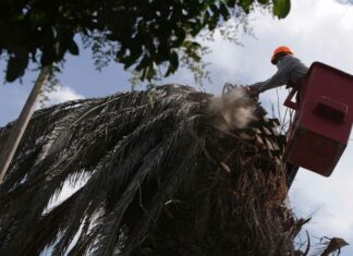 Revisará salud de palmeras en Puebla En agosto, la Secretaría de Desarrollo Urbano y Sustentabilidad del Ayuntamiento de Puebla determinó talar 12 palmeras.
