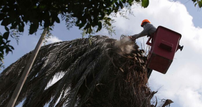 palmeras En agosto, la Secretaría de Desarrollo Urbano y Sustentabilidad del Ayuntamiento de Puebla determinó talar 12 palmeras.