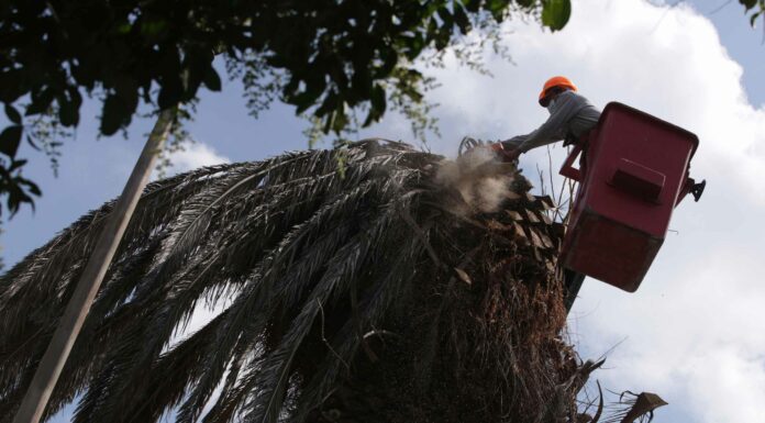 Revisará salud de palmeras en Puebla En agosto, la Secretaría de Desarrollo Urbano y Sustentabilidad del Ayuntamiento de Puebla determinó talar 12 palmeras.