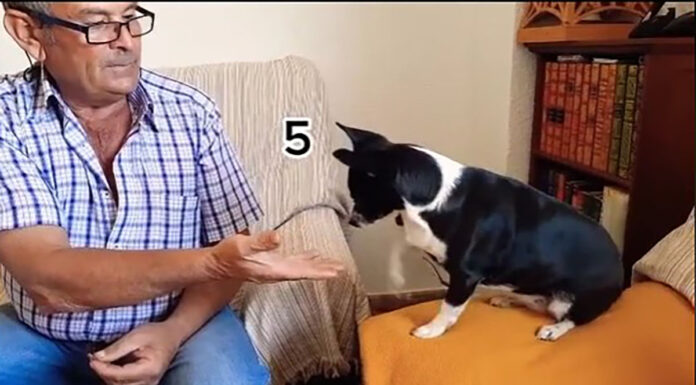 Perrita matemática se hace viral en TikTok Perrita