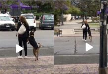 Perrito se hace viral por cómo cruzó la calle perrito