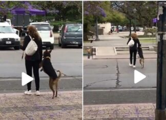 Perrito se hace viral por cómo cruzó la calle perrito