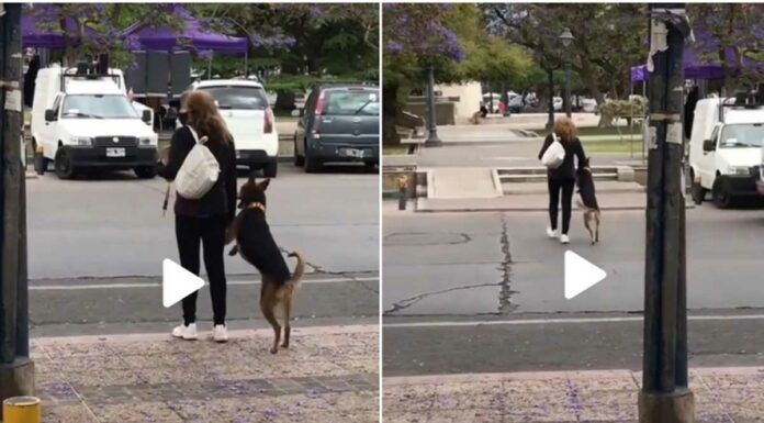 Perrito se hace viral por cómo cruzó la calle perrito