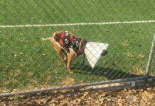 Querido Santa… perrito atropellado pide silla de ruedas El perrito se llama Lucho y ya ha sido ayudado por comerciantes.