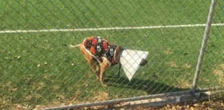 Querido Santa… perrito atropellado pide silla de ruedas El perrito se llama Lucho y ya ha sido ayudado por comerciantes.