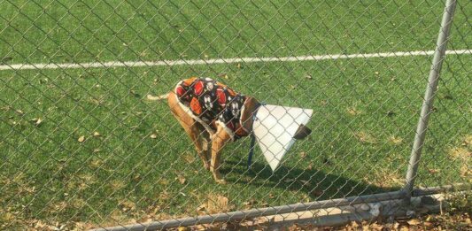 El perrito se llama Lucho y ya ha sido ayudado por comerciantes.