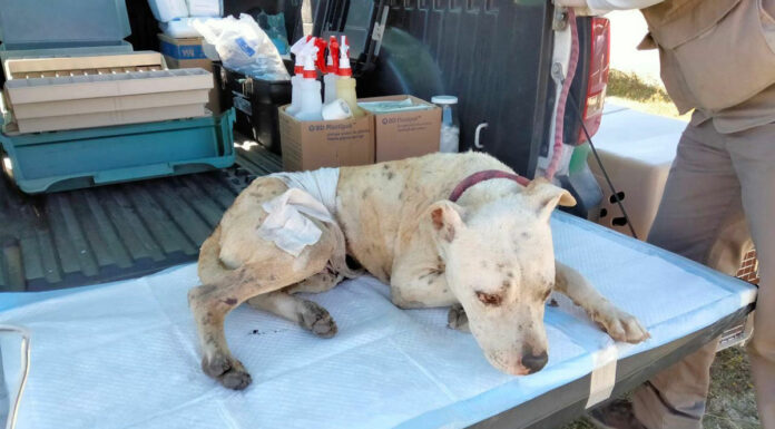 Perritos y conejos, las otras víctimas de polvorín en Felipe Ángeles perritos
