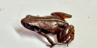 Descubren nueva rana diminuta en Ecuador rana diminuta