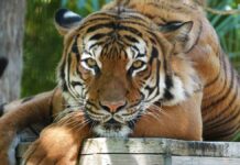 Policía mata a tigre que atacó a hombre en Florida tigre