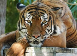 Policía mata a tigre que atacó a hombre en Florida tigre
