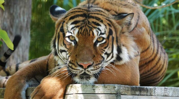 Policía mata a tigre que atacó a hombre en Florida tigre