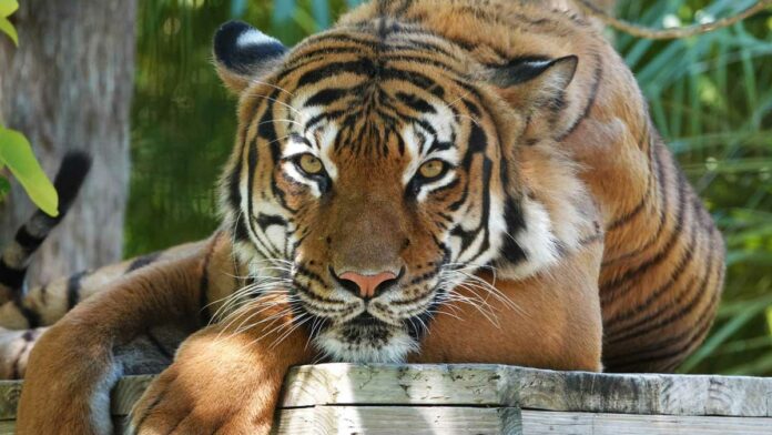 tigre