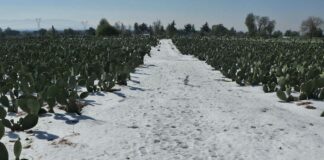 Revisan daños por caída de aguanieve en Acatzingo acatzingo