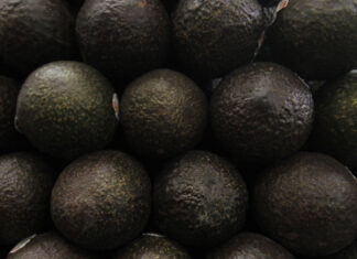 México enviará 140 mil toneladas de aguacate para Super Bowl LVI México es uno de los principales exportadores de aguacate, ya que se vende a 34 países. Estados Unidos es el principal destino. Foto: Es Imagen
