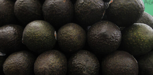 México es uno de los principales exportadores de aguacate, ya que se vende a 34 países. Estados Unidos es el principal destino. Foto: Es Imagen