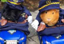 ¡Detente! Estos cuyos policías te darán mucha ternura cuyos