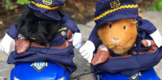 ¡Detente! Estos cuyos policías te darán mucha ternura cuyos